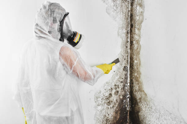 Best Local Mold Removal Service  in Winchester, VA