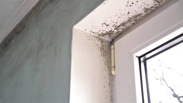 Best Black Mold Removal  in Winchester, VA