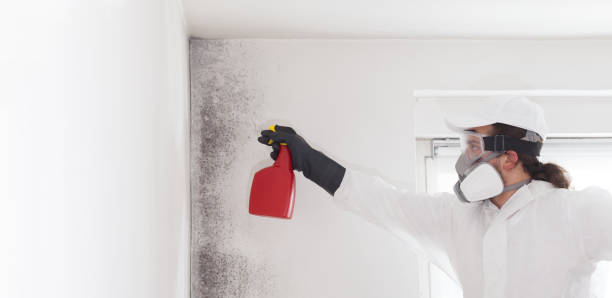 Best Mold Removal Company Near Me  in Winchester, VA