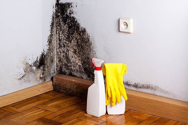 Best Residential Mold Removal  in Winchester, VA