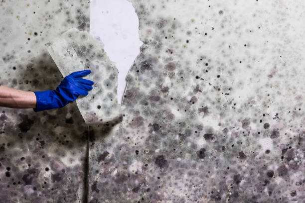 Best Mold Testing  in Winchester, VA